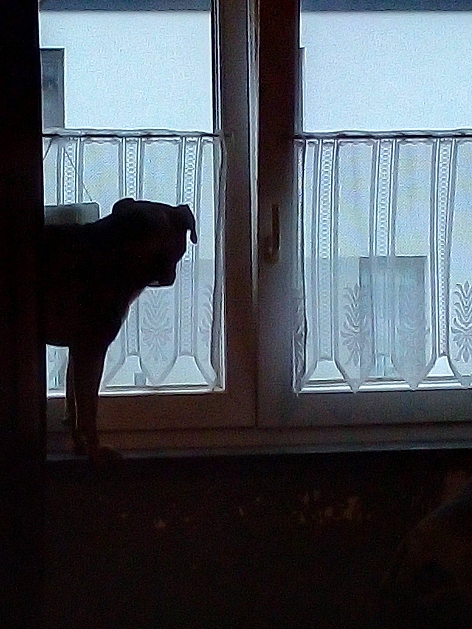 Falco a rejoint le concours — aidez-le/la à gagner de superbes lots ! canidae, carnivore, cat, dog, guard_dog, home, house, interior_design, iron, metal, room, snout, sporting_group, square, window