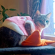 Maya participe au concours pour gagner de l'argent avec cette photo : cat, pet, pink_jacket, window, curtains, plant, indoor, feline, fur, cozy, orange_pillow, resting, domestic, animal, cute, looking, side_view, soft_light, home, perch