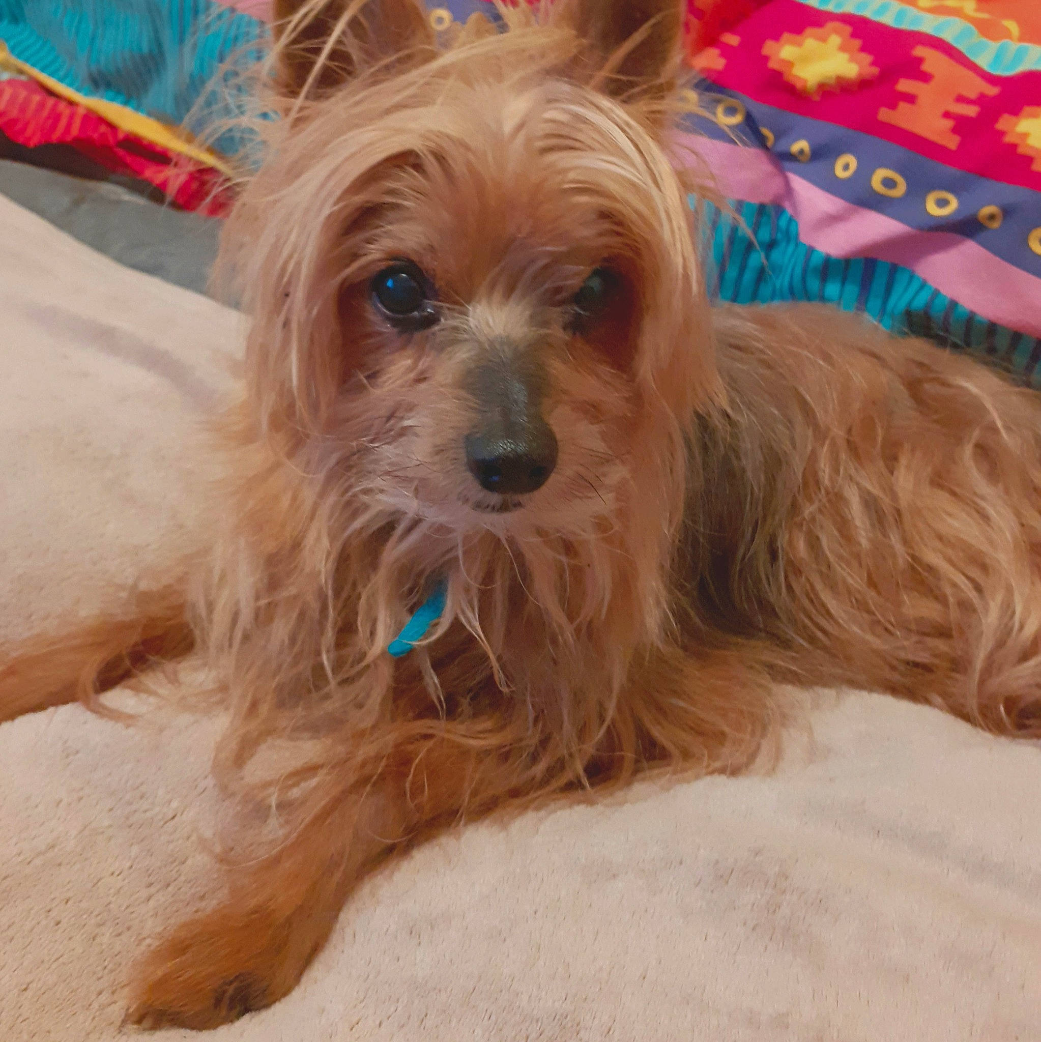 Loulou participe au concours pour gagner de l'argent avec cette photo : australian_silky_terrier, australian_terrier, biewer_terrier, cairn_terrier, canidae, carnivore, companion_dog, dog, dog_breed, glen_of_imaal_terrier, mammal, rare_breed_dog, small_terrier, snout, sporting_group, terrier, toy_dog, vertebrate, yorkipoo, yorkshire_terrier