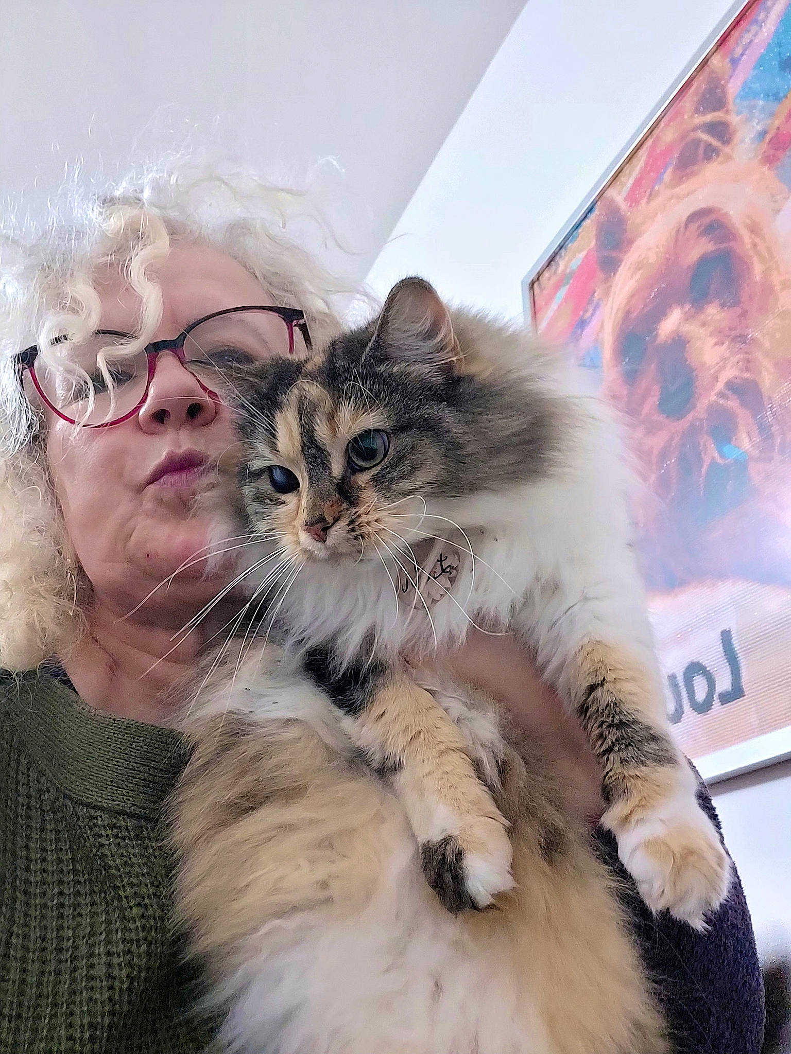 Lili a rejoint le concours — aidez-le/la à gagner de superbes lots ! carnivore, cat, claw, companion_dog, event, eyewear, fashion_accessory, fashion_design, fawn, felidae, fur, glasses, happy, iris, paw, small_to_medium_sized_cats, snout, tail, vision_care, whiskers