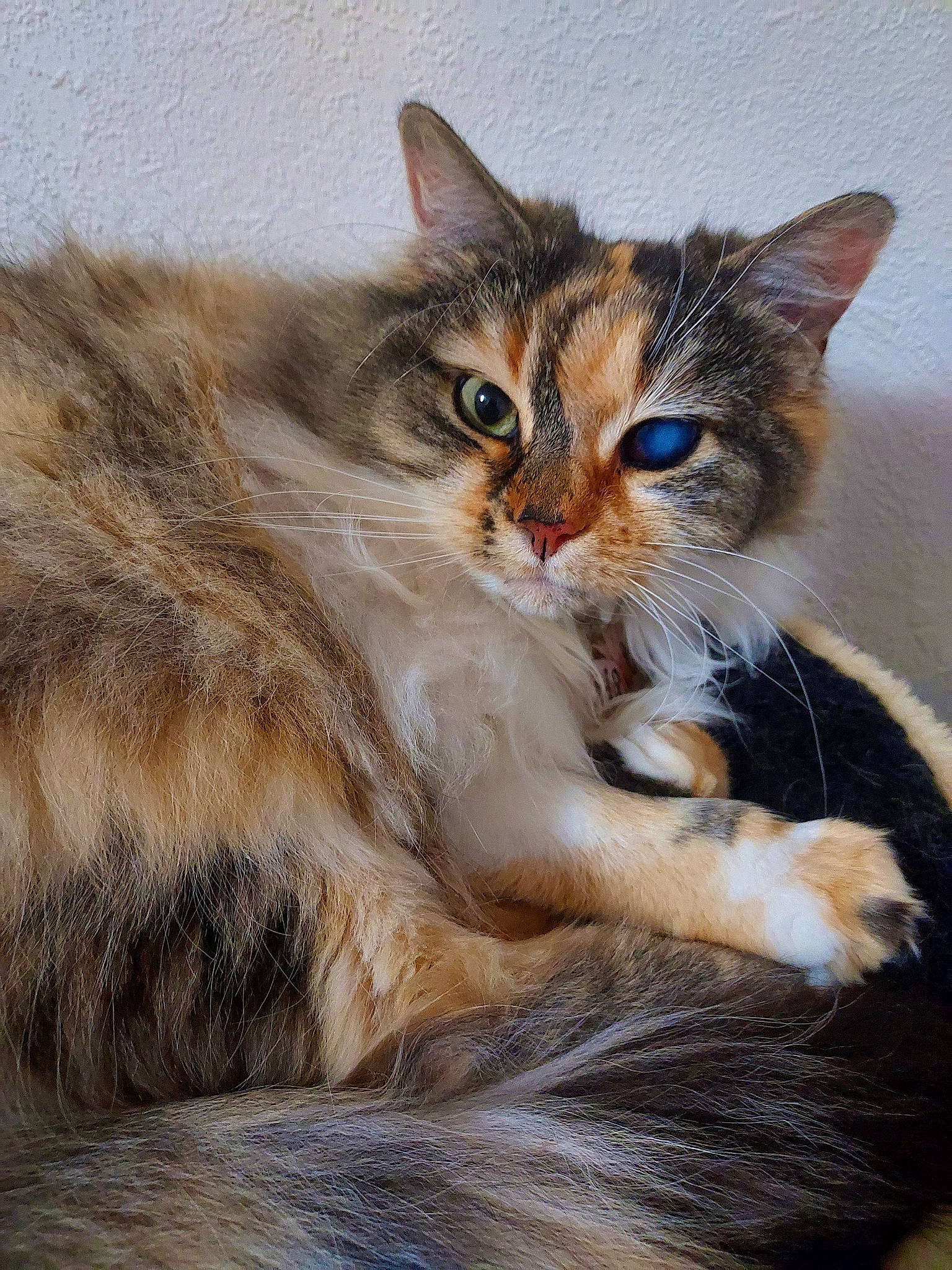 Lili a rejoint le concours — aidez-le/la à gagner de superbes lots ! carnivore, cat, claw, comfort, domestic_short_haired_cat, fawn, felidae, fur, paw, small_to_medium_sized_cats, snout, tail, terrestrial_animal, whiskers, wildlife