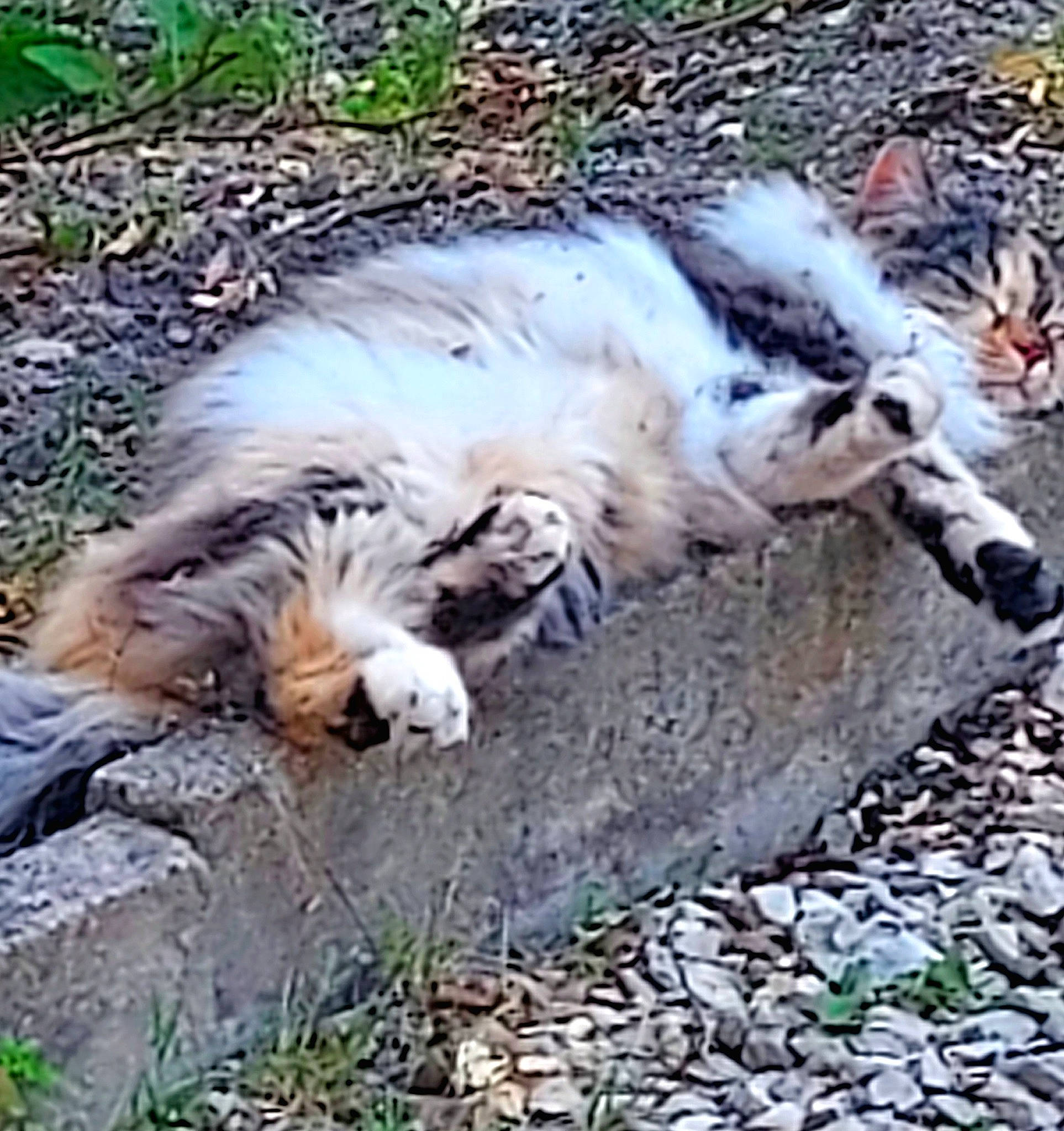 Lili participe au concours pour gagner de l'argent avec cette photo : bored, carnivore, cat, comfort, companion_dog, dog_breed, felidae, fur, grass, small_to_medium_sized_cats, snout, sporting_group, tail, terrestrial_animal, whiskers