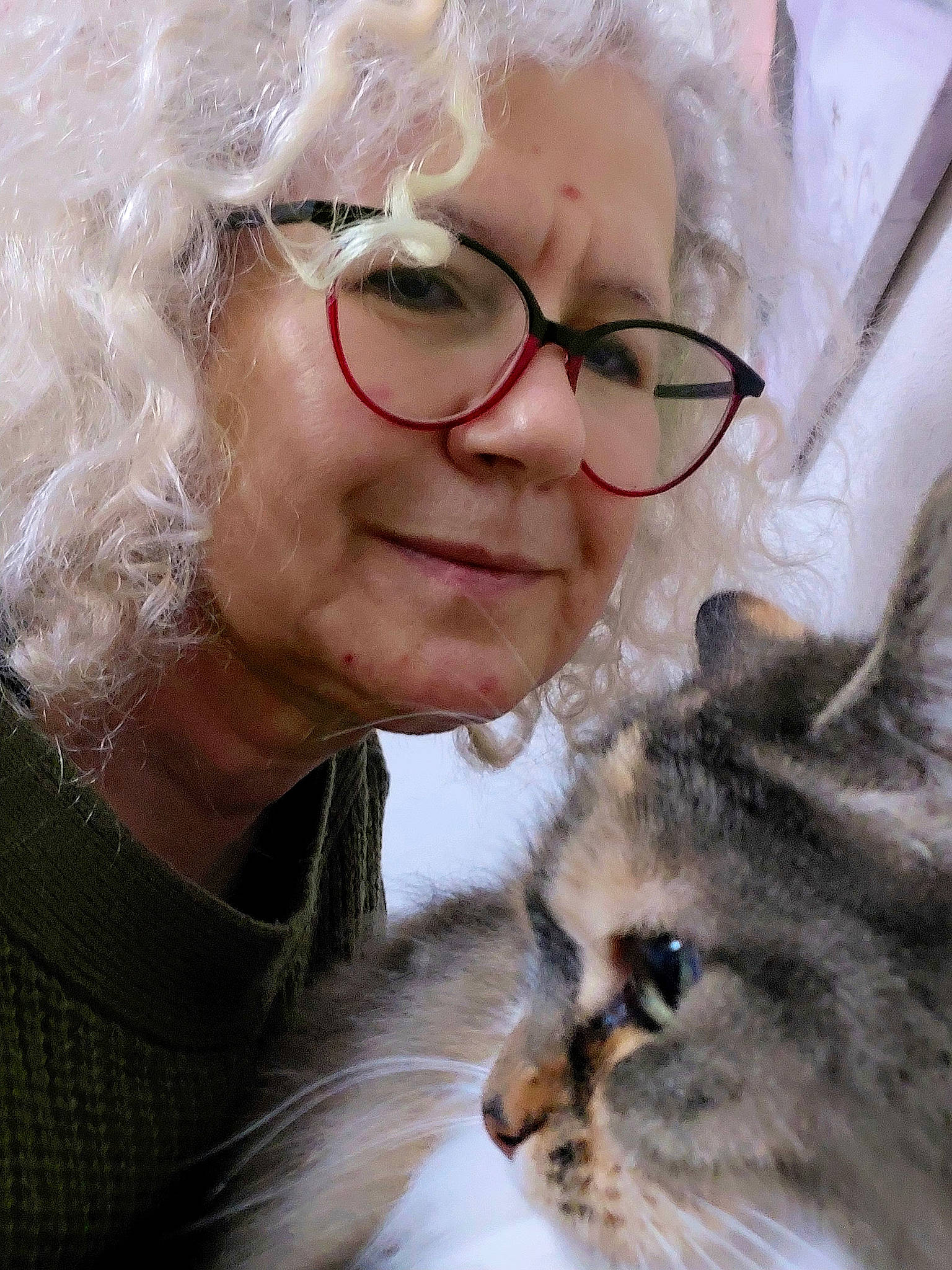 Lili a rejoint le concours — aidez-le/la à gagner de superbes lots ! carnivore, cat, ear, eyelash, eyewear, facial_expression, fawn, felidae, fur, glasses, happy, iris, nose, selfie, skin, small_to_medium_sized_cats, smile, vision_care, whiskers, wrinkle