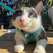 Biscuit is registered to the contest to win money with this photo: cat, pet, animal, feline, outdoor, harness, close_up, wooden_deck, sunlight, greenery, whiskers, pink_nose, curious, relaxed, daylight, plant, garden, paw, domestic_animal, nature