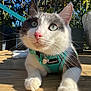 cat, pet, animal, feline, outdoor, harness, close_up, wooden_deck, sunlight, greenery, whiskers, pink_nose, curious, relaxed, daylight, plant, garden, paw, domestic_animal, nature