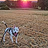 Tyson participe au concours pour gagner de l'argent avec cette photo : dog, sunset, field, harness, outdoor, nature, animal, grass, trees, sky, sun, canine, pet, walking, leash, summer, landscape, sunlight, happy, playful