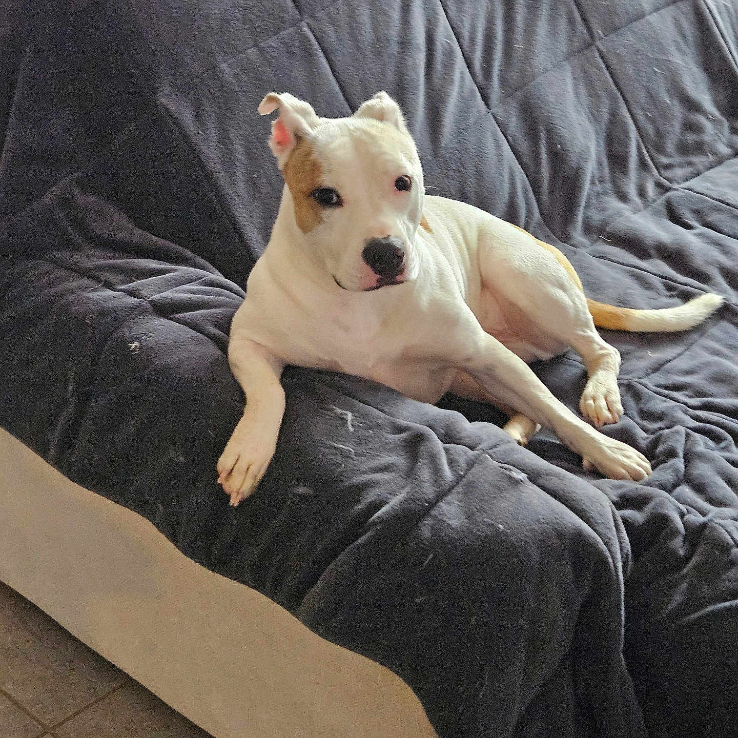 Tyson participe au concours pour gagner de l'argent avec cette photo : dog, pet, indoor, couch, furniture, relaxed, white_dog, brown_patch, canine, domestic_animal, resting, fur, paw, tail, floor, blanket, quiet, house, comfort, animal