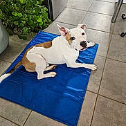 Tyson participe au concours pour gagner de l'argent avec cette photo : dog, brown_and_white, mat, indoor, tile_floor, plant, pot, furniture_leg, pet, looking_up, resting, domestic, curious, canine, flooring, houseplant, blue_mat, home, animal, companion