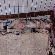 Meiko a rejoint le concours — aidez-le/la à gagner de superbes lots ! puppy, dog, sleeping, cage, towel, paw, fur, pet, indoors, cozy, resting, animal, cute, young, relaxed, crate, floor, pink_paw_pads, fur_pattern, domestic
