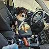 Estia participe au concours pour gagner de l'argent avec cette photo : dog, car_interior, passenger_seat, seat, steering_wheel, manual_gear_shift, can, glasses_case, seatbelt, dog_harness, window, dashboard, center_console, car_door, side_mirror, sunlight, pet, looking_at_camera, black_and_tan_dog, modern_car
