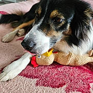 Estia a rejoint le concours — aidez-le/la à gagner de superbes lots ! dog, toy, plush_toy, blanket, indoor, close_up, animal, pet, tricolor, fur, snout, paw, lying_down, resting, cozy, soft_texture, brown_eyes, black_fur, white_fur, tan_fur
