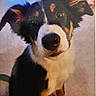 dog, close_up, black_fur, white_fur, tan_fur, pet, canine, looking_at_camera, ears_up, nose, whiskers, animal, portrait, indoors, curious, furry, muzzle, friendly, young_dog, companion