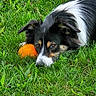 dog, grass, orange_ball, outdoor, pet, animal, black_and_white, fur, laying, toy, nature, close_up, playful, canine, field, relaxed, ears, snout, eyes, greenery