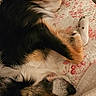 dog, sleeping, paw, fur, quilt, floral_pattern, bed, resting, cozy, animal, domestic_animal, canine, close_up, indoor, relaxed, cute, pet, soft, comfort, tricolor