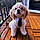 Alfie