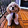 Alfie