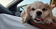 Alfie is registered to the contest to win money with this photo: dog, pet, car_interior, blanket, curly_fur, tongue_out, close_up, window, sky, daylight, resting, cute, fluffy, canine, companion, relaxed, seat, arm, human, indoor