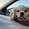 dog, pet, car_interior, blanket, curly_fur, tongue_out, close_up, window, sky, daylight, resting, cute, fluffy, canine, companion, relaxed, seat, arm, human, indoor