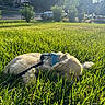 Alfie joined the competition — help win amazing prizes! puppy, dog, grass, outdoor, sunlight, leash, harness, pet, animal, nature, suburban, house, car, daytime, greenery, sleeping, cute, calm, relaxation, summer