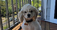 Alfie is registered to the contest to win money with this photo: animal, balcony, calm, collar, cute, daylight, dog, fence, mesh_netting, nature, outdoor, pet, puppy, quiet, shadow, small_dog, sunlight, tag, white_fur, wooden_floor