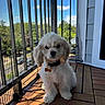 Alfie is registered to the contest to win money with this photo: dog, puppy, pet, balcony, wooden_floor, sunlight, shadow, mesh_netting, outdoor, fence, collar, tag, white_fur, cute, small_dog, animal, nature, daylight, quiet, calm