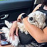 puppy, dog, sleeping, person, arm, tattoo, watch, smartwatch, car_interior, car_door, window, phone, hand, blanket, black_clothing, fur, relaxation, daylight, human, closeup