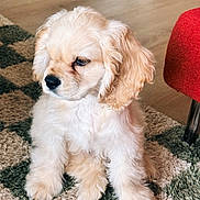 Alfie is registered to the contest to win money with this photo: adorable, animal, carpet, cream_colored, cute, dog, domestic, floor, fluffy, fur, furniture, home, indoor, pet, puppy, red_chair, rug, sitting, wooden_floor, young_dog
