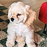 adorable, animal, carpet, cream_colored, cute, dog, domestic, floor, fluffy, fur, furniture, home, indoor, pet, puppy, red_chair, rug, sitting, wooden_floor, young_dog