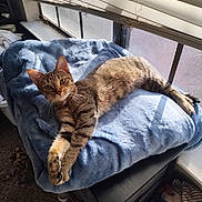 Cleo joined the competition — help win amazing prizes! cat, tabby, window, blanket, sunlight, indoor, pet, feline, relaxed, curious, fur, resting, cozy, soft, paw, whiskers, animal, home, daylight, comfortable