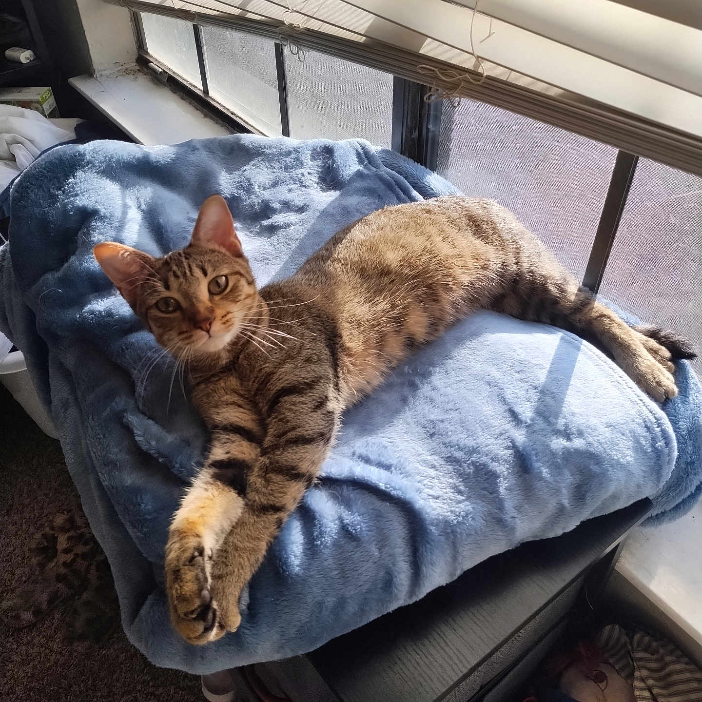 Cleo joined the competition — help win amazing prizes! animal, blanket, cat, comfortable, cozy, curious, daylight, feline, fur, home, indoor, paw, pet, relaxed, resting, soft, sunlight, tabby, whiskers, window