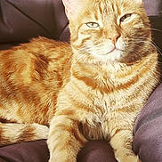 Noé participe au concours pour gagner de l'argent avec cette photo : cat, ginger_cat, tabby, pet, feline, animal, relaxed, sunlight, cushion, indoor, whiskers, fur, ears, paw, sleepy, closeup, mammal, cute, domestic_cat, resting