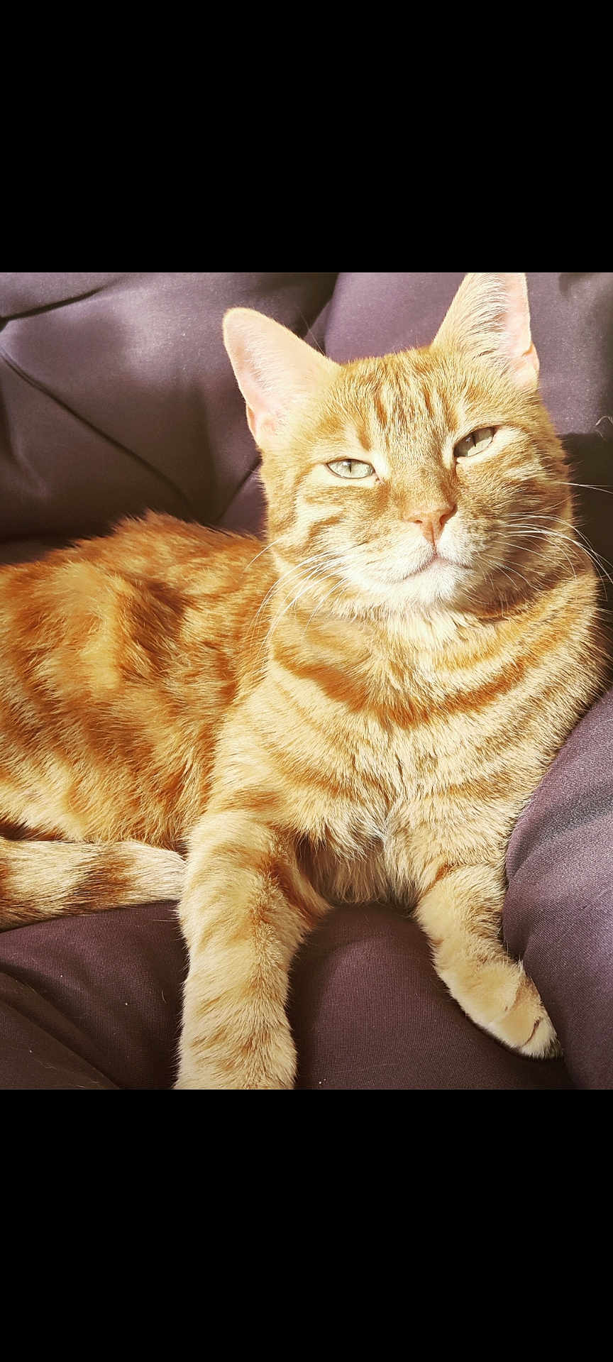 Noé participe au concours pour gagner de l'argent avec cette photo : cat, ginger_cat, tabby, pet, feline, animal, relaxed, sunlight, cushion, indoor, whiskers, fur, ears, paw, sleepy, closeup, mammal, cute, domestic_cat, resting