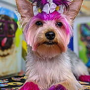 Lala Ali Lockett is registered to the contest to win money with this photo: dog, colored_fur, pink, purple, bow, pet, animal, fur, ears, nose, paws, laying_down, colorful, patterned_surface, background_art, portrait, indoor, cute, decor, close_up