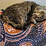 cat, tabby, sleeping, curled_up, furry, pet, indoor, blanket, patterned_blanket, cozy, resting, fur, animal, cute, domestic_cat, relaxed, paw, whiskers, napping, soft