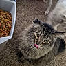 Smirk joined the competition — help win amazing prizes! cat, tabby_cat, tongue_out, pet_food, dry_cat_food, carpet, indoor, feline, fluffy, animal, domestic_animal, cute, licking, playful, food_container, blurred_dog, dog, living_room, pet, close_up