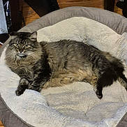 Smirk is registered to the contest to win money with this photo: cat, fluffy, pet_bed, indoor, wooden_floor, furniture, cozy, relaxed, animal, mammal, tabby, long_hair, resting, cute, companion, domestic, sleeping_area, soft, calm, home