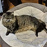 cat, fluffy, pet_bed, indoor, wooden_floor, furniture, cozy, relaxed, animal, mammal, tabby, long_hair, resting, cute, companion, domestic, sleeping_area, soft, calm, home