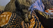 Smirk is registered to the contest to win money with this photo: animal, blanket, cat, couch, cozy, domestic, eyes, feline, fluffy, fur, indoor, lamp, living_room, patterned_blanket, pet, relaxed, sitting, tabby, wall_decor, whiskers