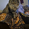 Smirk is registered to the contest to win money with this photo: cat, tabby, fluffy, pet, animal, feline, blanket, patterned_blanket, couch, living_room, lamp, wall_decor, indoor, domestic, sitting, fur, whiskers, eyes, cozy, relaxed