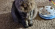 Smirk joined the competition — help win amazing prizes! cat, fluffy_cat, indoor, carpet, toy, interactive_toy, pinwheel, pet, feline, curious, sitting, close_up, domestic_animal, playful, collar, furry, whiskers, brown, gray, home