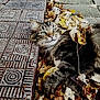 Harry is registered to the contest to win money with this photo: cat, tabby_cat, autumn, leaves, dry_leaves, outdoor, pavement, stone, patterned_stone, animal, pet, relaxed, lying_down, nature, fall, close_up, fur, whiskers, daylight, texture