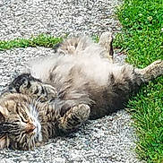 Harry is registered to the contest to win money with this photo: cat, tabby, fluffy, lying_down, relaxed, outdoor, grass, gravel, pet, animal, sleepy, nature, feline, resting, cute, whiskers, paws, fur, sunlight, daytime