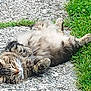 cat, tabby, fluffy, lying_down, relaxed, outdoor, grass, gravel, pet, animal, sleepy, nature, feline, resting, cute, whiskers, paws, fur, sunlight, daytime
