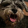 dog, tongue, wet_fur, close_up, happy, pet, animal, scruffy, black_nose, whiskers, ears, mouth_open, fur_texture, indoor, brown, gray, cute, canine, portrait, smiling