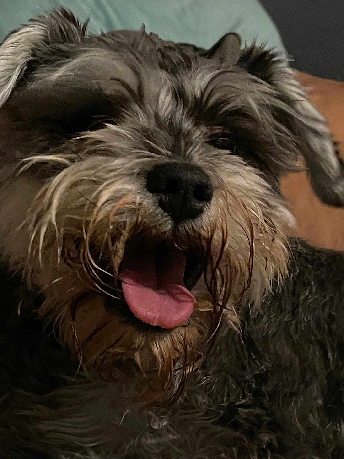 Chiquita joined the competition — help win amazing prizes! dog, tongue, wet_fur, close_up, happy, pet, animal, scruffy, black_nose, whiskers, ears, mouth_open, fur_texture, indoor, brown, gray, cute, canine, portrait, smiling