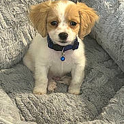 Houston joined the competition — help win amazing prizes! puppy, dog, pet_bed, collar, blue_collar, fluffy, cute, animal, young_dog, indoors, cozy, soft, fur, small_dog, sitting, looking, adorable, comfort, domestic_animal, companion