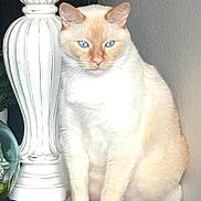 Coco is registered to the contest to win money with this photo: cat, cream_colored, blue_eyes, sitting, lamp, decorative, indoor, pet, fur, whiskers, animal, feline, curious, close_up, portrait, household, light, wall, still_life, domestic