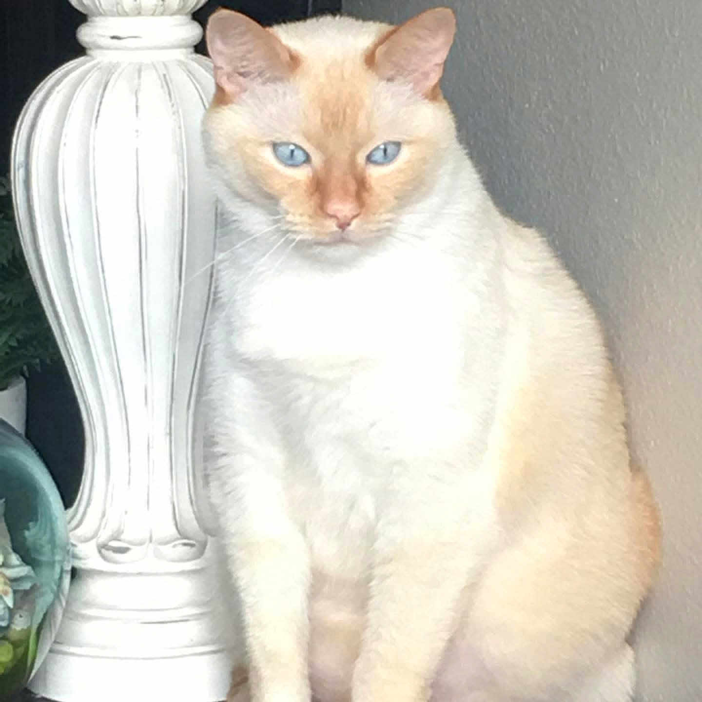 Coco is registered to the contest to win money with this photo: animal, blue_eyes, cat, close_up, cream_colored, curious, decorative, domestic, feline, fur, household, indoor, lamp, light, pet, portrait, sitting, still_life, wall, whiskers
