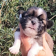 Alonzo a rejoint le concours — aidez-le/la à gagner de superbes lots ! puppy, dog, small, cute, fluffy, animal, pet, outdoor, greenery, leafy, hand, holding, fur, face, paw, young, adorable, nature, sunlight, portrait
