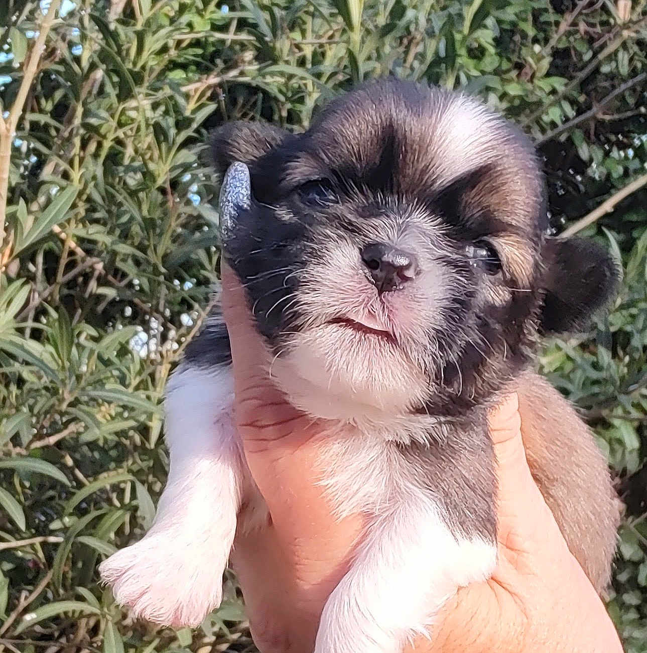 Alonzo a rejoint le concours — aidez-le/la à gagner de superbes lots ! puppy, dog, small, cute, fluffy, animal, pet, outdoor, greenery, leafy, hand, holding, fur, face, paw, young, adorable, nature, sunlight, portrait